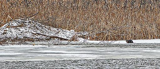 Beaver Lodge & Otter_P1010139.jpg - Photographed along Otter Creek near Smiths Falls, Ontario, Canada.